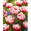 Tulipan Voicemail - 5 szt.