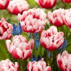 Tulipan Voicemail - 5 szt.