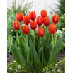 Tulipan World Favourite - 5 szt.