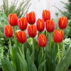 Tulipan World Favourite - 5 szt.
