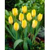 Tulipan Yellow Purissima - 5 szt.