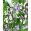 Irys holenderski - King Mauve - 10 szt.