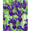 Irys holenderski - Blue Pearl - 10 szt.