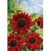 Słonecznik ozdobny Velvet Queen - na kwiat cięty - nadaje się do uprawy na dopłaty - 1 kg