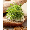 Nasiona na kiełki - Kolendra