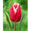 Tulipan Canasta - 5 szt.