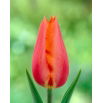 Tulipan Temple of Beauty - opak. 5 szt.