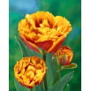 Tulipan Bonanza - 5 szt.