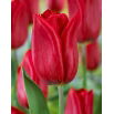 Tulipan Strong Love - 5 szt.