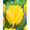 Tulipan Crystal Star - 5 szt.