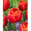 Tulipan Icoon - 5 szt.