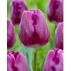 Tulipan Bullit - 5 szt.