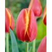Tulipan Worlds Friend - 5 szt.