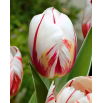 Tulipan Happy Generation - 5 szt.