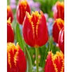 Tulipan Fabio - 5 szt.