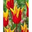 Tulipan Firework - 5 szt.