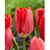 Tulipan Red Purissima - 5 szt.