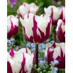 Tulipan Rems Favourite - 5 szt.