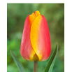 Tulipan Oxfords Elite - 5 szt.