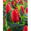 Tulipan Annie Salomons - 5 szt.