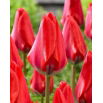 Tulipan Dirk - 5 szt.