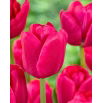Tulipan Purk - 5 szt.