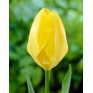 Tulipan Yellow Purissima - 5 szt.