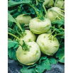 Kalarepa Di Vienna bianco - duże opakowanie - 50 gram