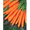 Marchew Olympus - późna, typ Flakkee - 50 gram