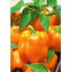 Papryka Rewia - słodka