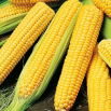 Kukurydza cukrowa Golden Bantam - duże opakowanie - 500 gram