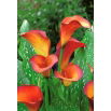 Calla Flame - GIGA paczka! - 50 szt.