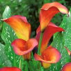 Calla Flame - GIGA paczka! - 50 szt.