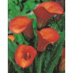 Calla Flame - GIGA paczka! - 50 szt.