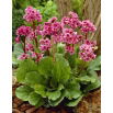 Bergenia Morgenrote - GIGA paczka! - 50 szt.