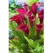 Calla Saigon - GIGA paczka! - 50 szt.
