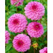 Dalia - Lenny's Dream - GIGA paczka! - 50 szt.