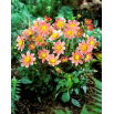 Dalia - Topmix Salmon - GIGA paczka! - 50 szt.