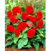 Begonia Non Stop - czerwona - GIGA paczka! - 100 szt.