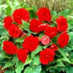 Begonia Non Stop - czerwona - GIGA paczka! - 100 szt.