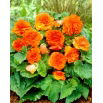 Begonia Non Stop - pomarańczowa - GIGA paczka! - 100 szt.