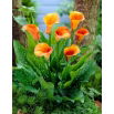 Calla Hot Shot - cebulka XXL - GIGA paczka! - 50 szt.