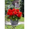 Begonia wielkokwiatowa - Superba Red - czerwona - GIGA paczka! - 100 szt.