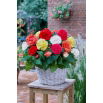 Begonia wielkokwiatowa - Superba - mix kolorów - GIGA paczka! - 100 szt.