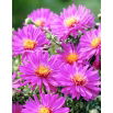 Aster krzaczasty - Anneke - GIGA paczka! - 50 szt.
