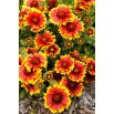 Gailardia Arizona Sun - sadzonka - GIGA paczka! - 50 szt.