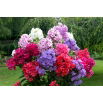 Floks (Phlox) - Płomyk wiechowaty - mix - duża paczka! - 10 szt.