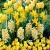 Zestaw - Tulipan Golden Parade, Narcyz Spring Sunshine, Hiacynt Yellowstone i Krokus Żółty - 23 szt.