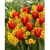 Zestaw - Narcyz Falconet i Tulipan World Favourite - 10 szt.