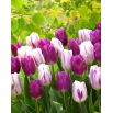 Zestaw - Tulipan Flaming Flag i Tulipan Purple Flag - 10 szt.